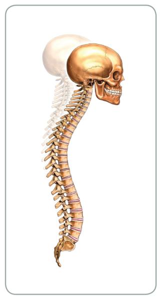 spinal posture Level 2 Anatomy and Physiology Mock Paper