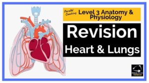 Level 3 anatomy and physiology revision heart and lungs