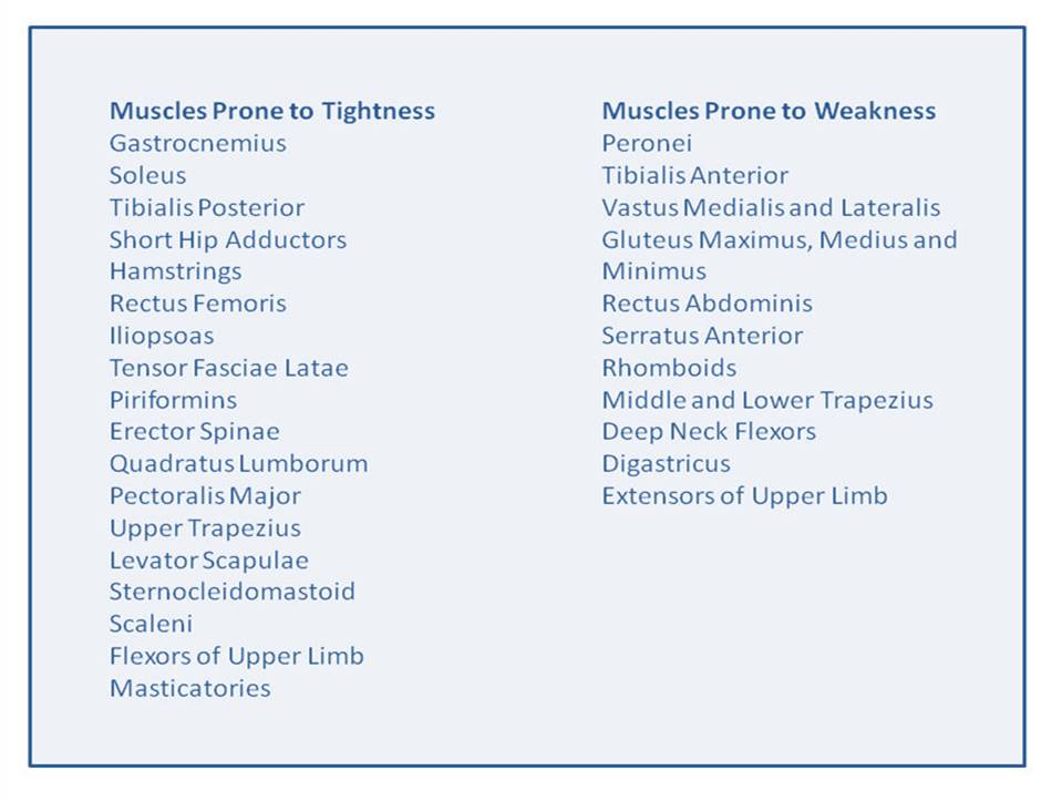 what are tonic and phasic muscles table
