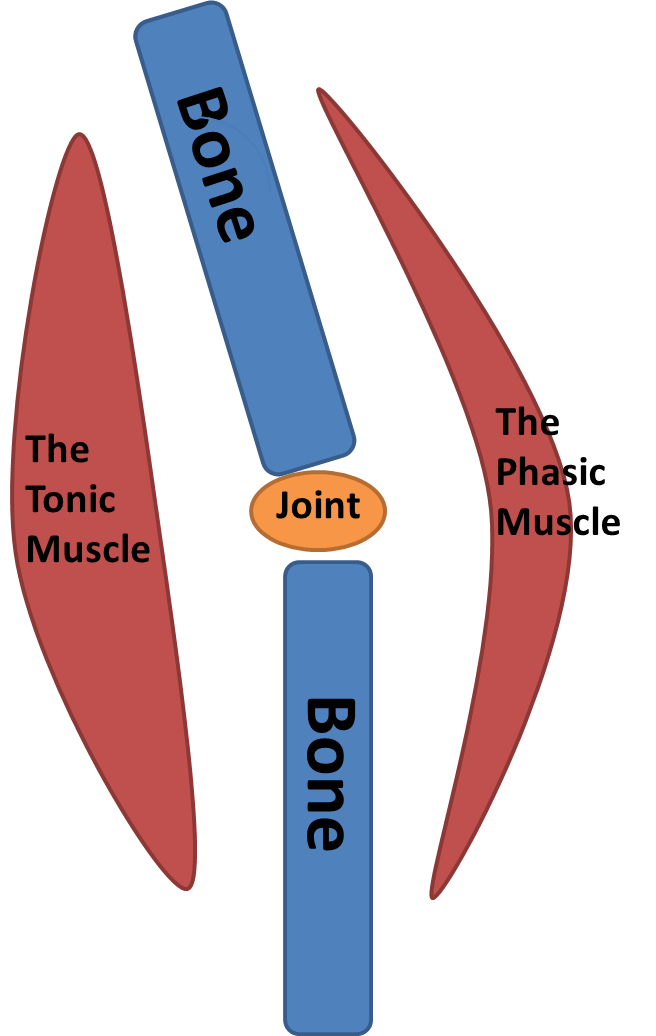 what are tonic and phasic muscles