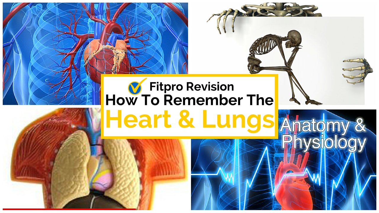 Anatomy Quiz - How to remember the Heart and Lungs on Exam Day