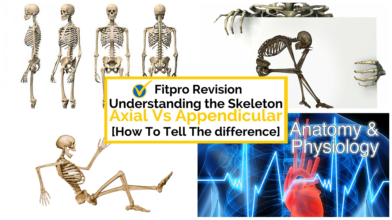 Level 2 A & P Exam Revision: Axial and Appendicular Skeleton