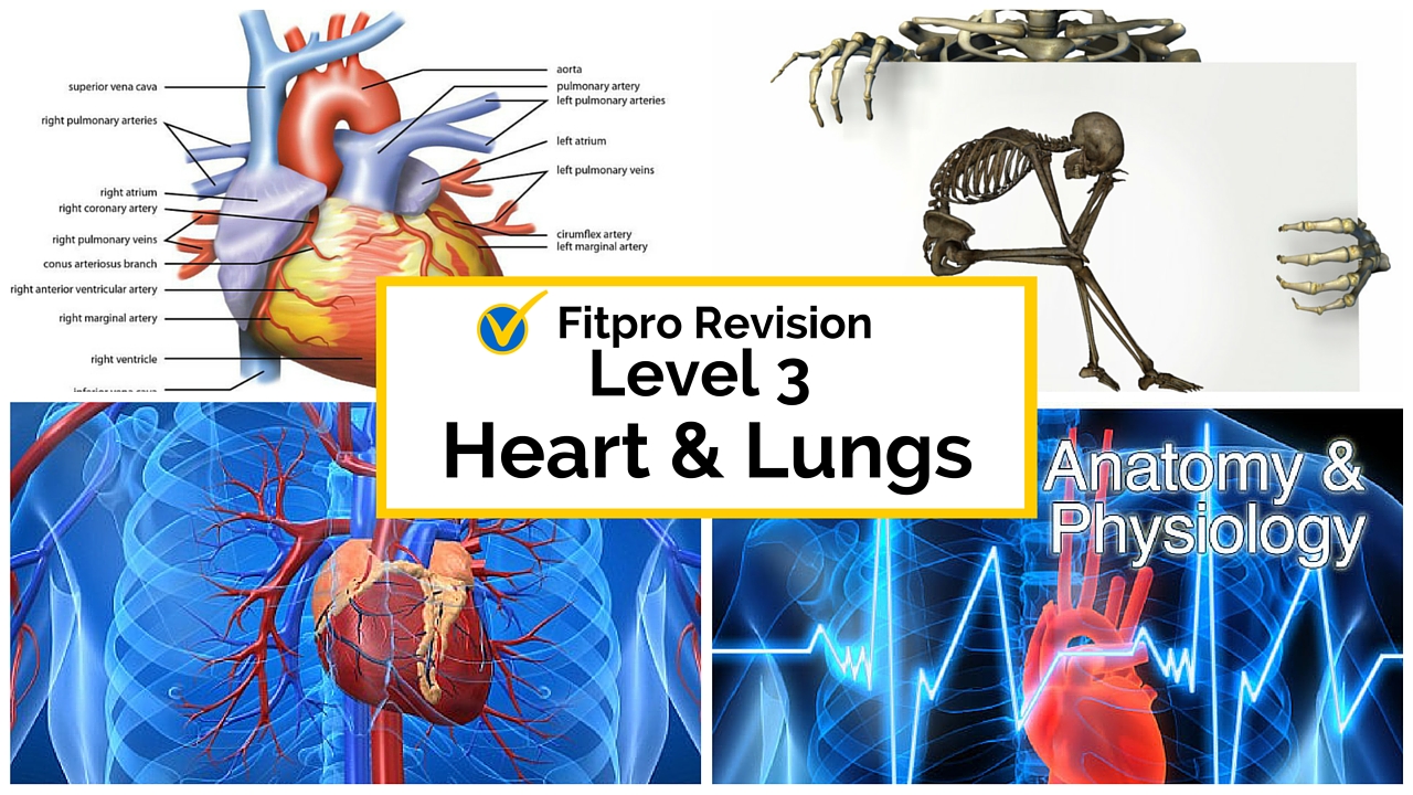 Level 3 Anatomy and Physiology Revision - heart and lungs