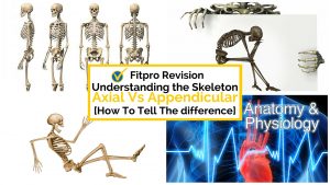 Level 2 A & P Exam Revision Axial and Appendicular Skeleton