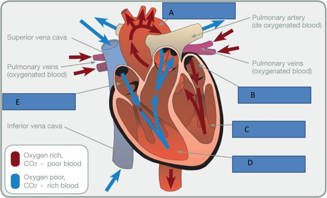 Heart labels blank anatomy and physiology test