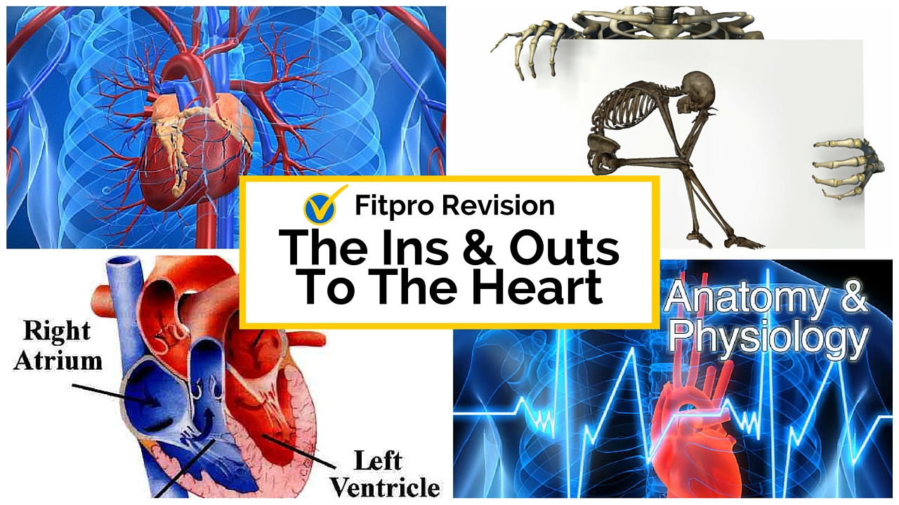 Level 3 Anatomy and Physiology: The Heart