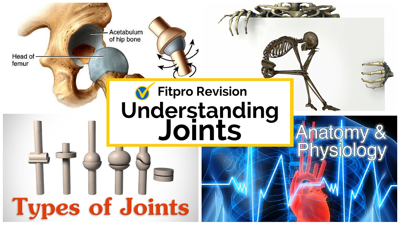 3 Facts To Ace Your Anatomy and Physiology Test: Joints