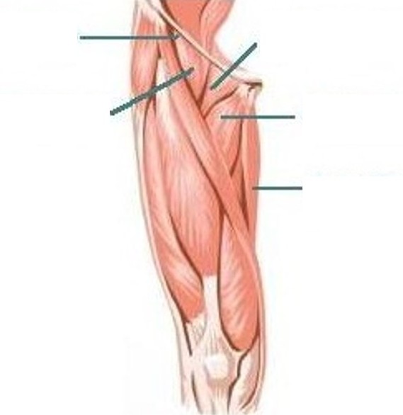 Anatomy Quiz Muscles Of The Leg
