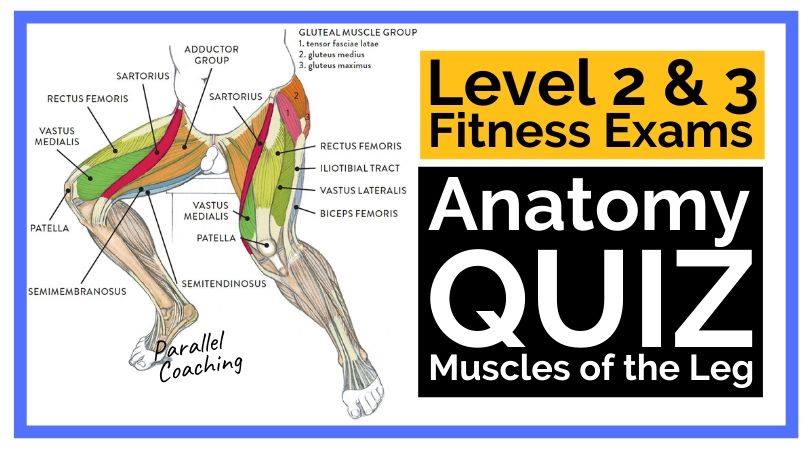 Anatomy Quiz Muscles of the Leg