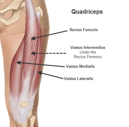 Quadriceps with labels1 .jpg