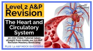 Level 2 Anatomy Revision The Heart and Circulatory System