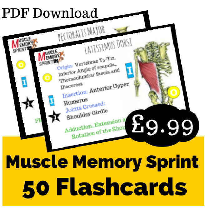 muscle memory Sprint Flashcards