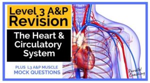level 3 anatomy revision the heart and circulatory system