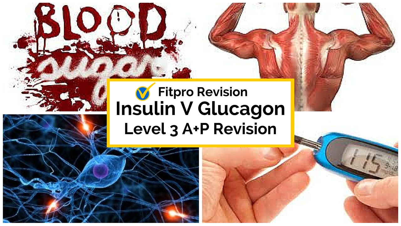 [Level 3 Anatomy Exam] What's the difference between Insulin and Glucagon?