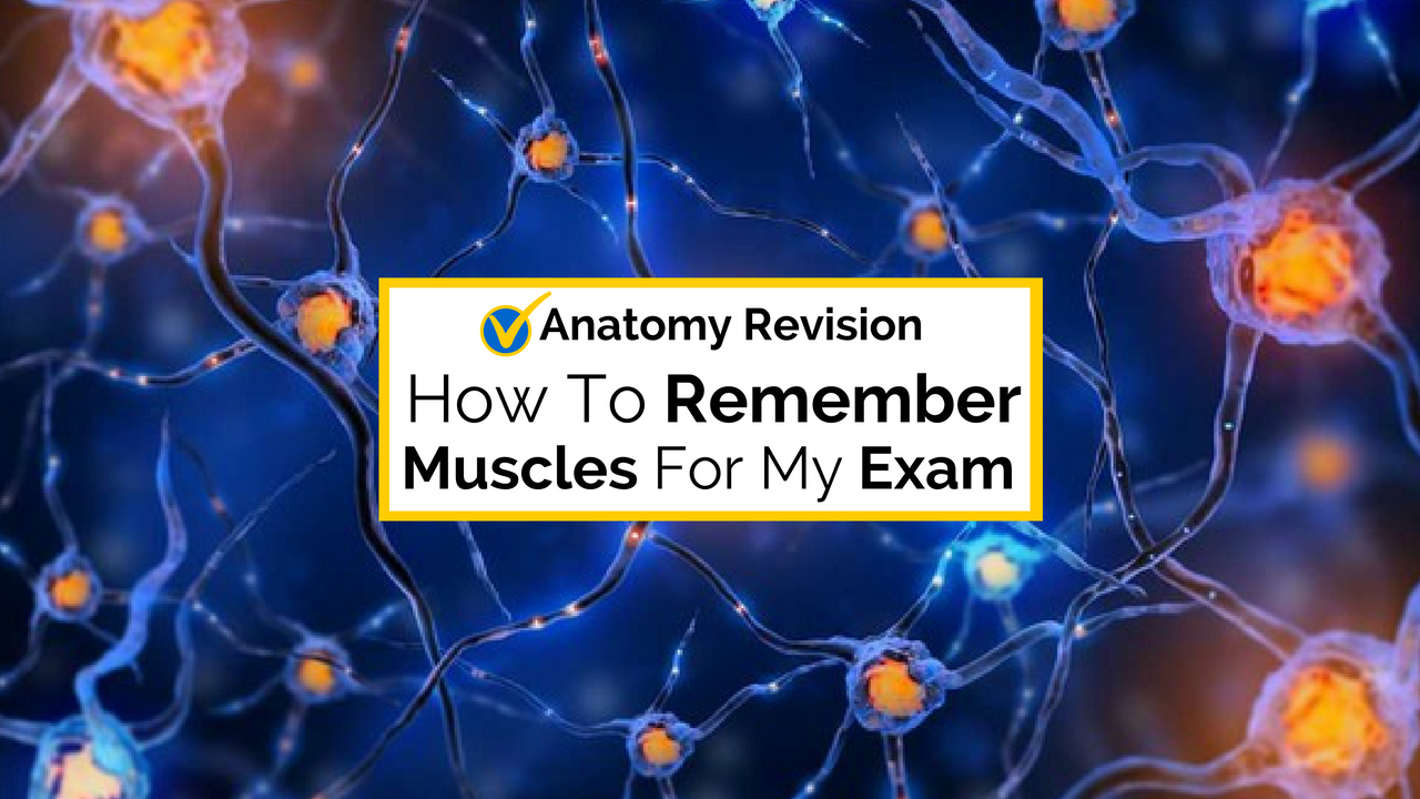 Using Visual Memory To Remember The Muscles