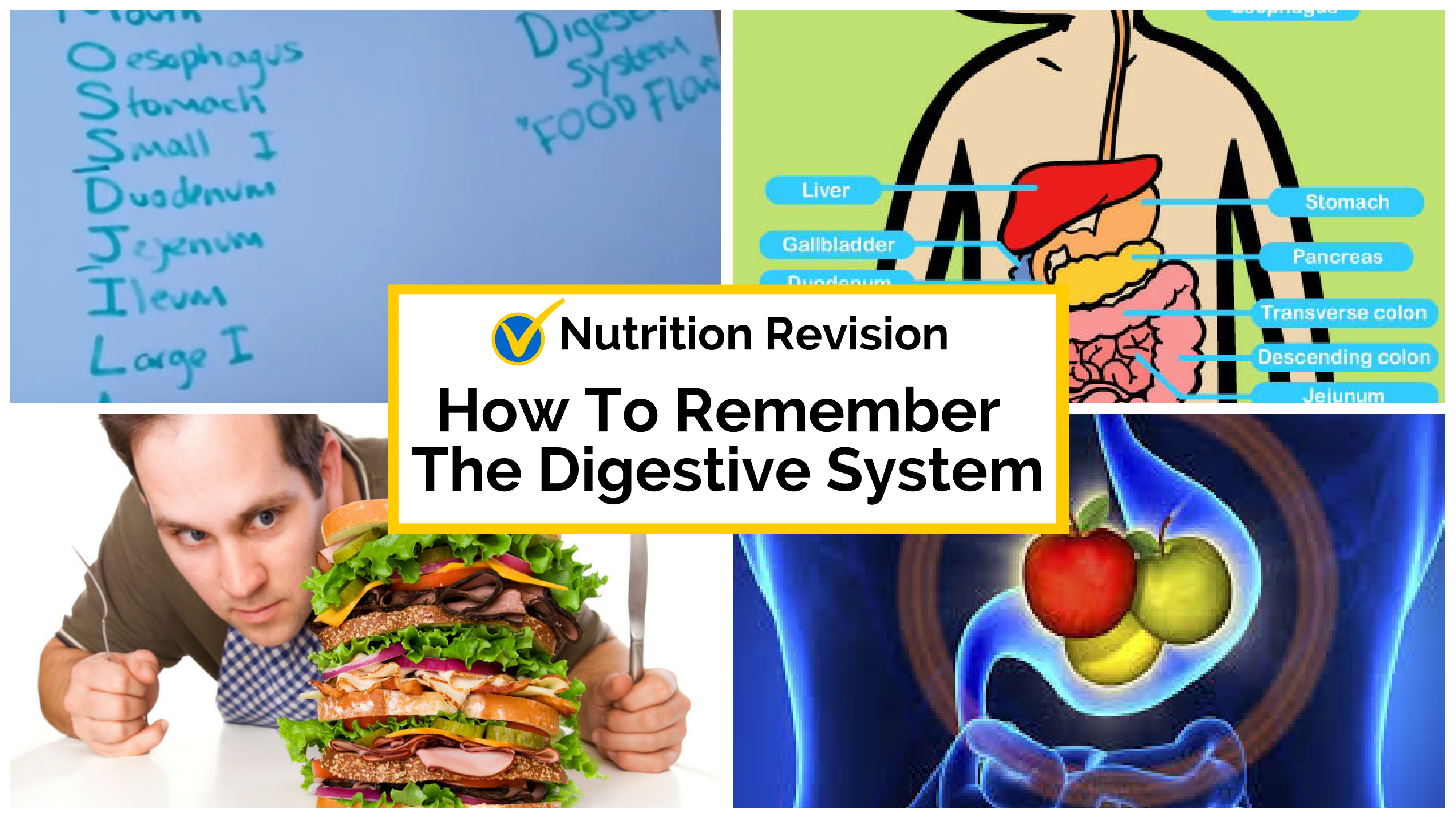 How To Remember the Digestive System