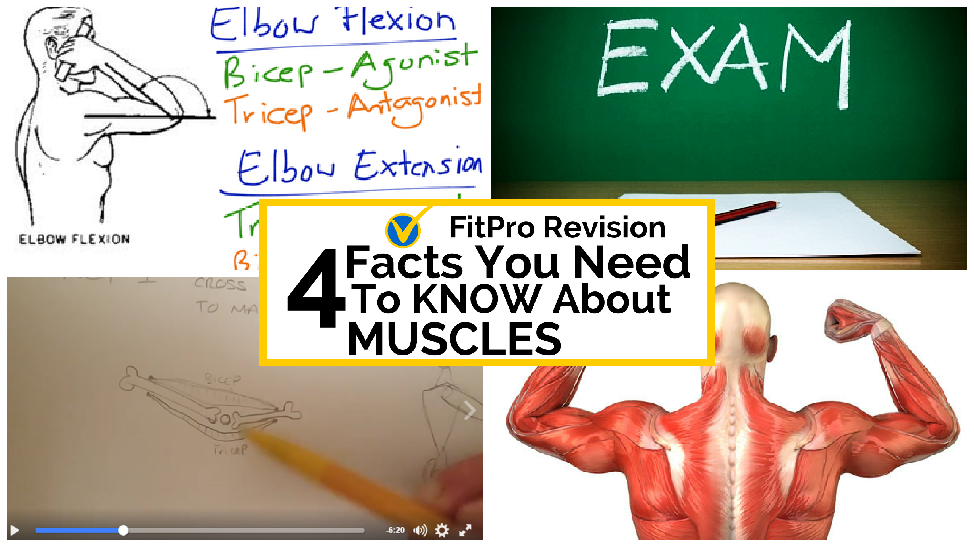 4 Facts you need to KNOW about Muscles to PASS your Level 2 Exam first time