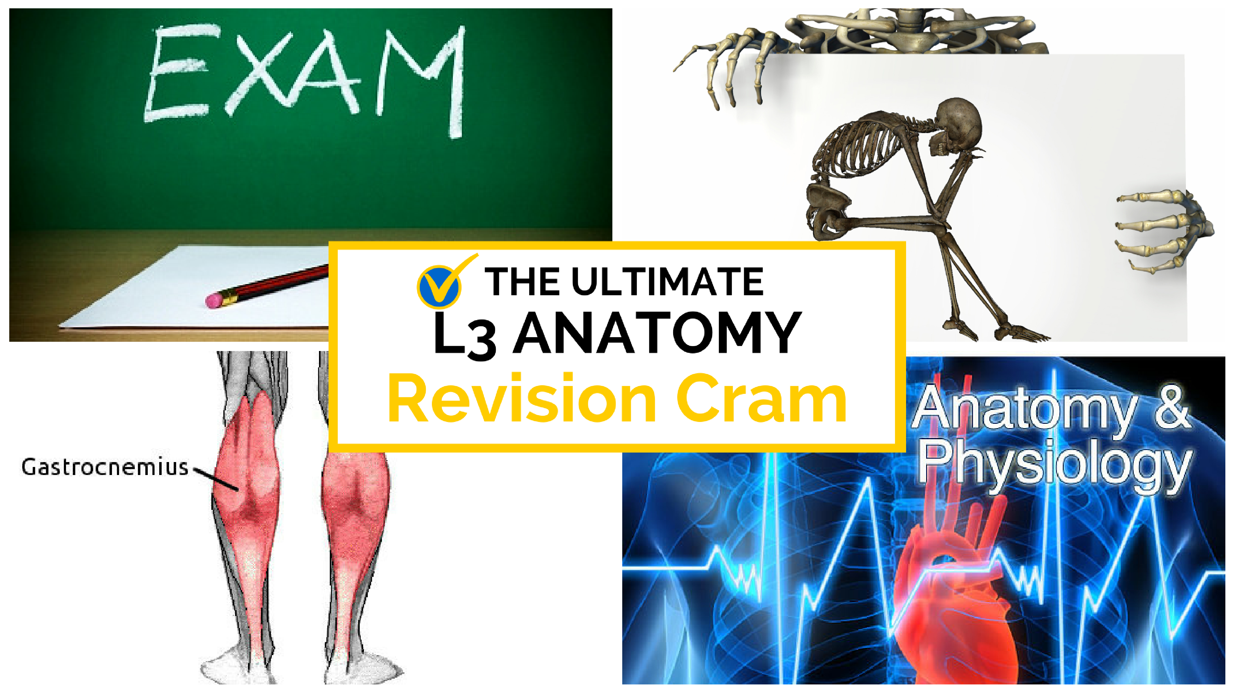 the ultimate l3 anatomy cram