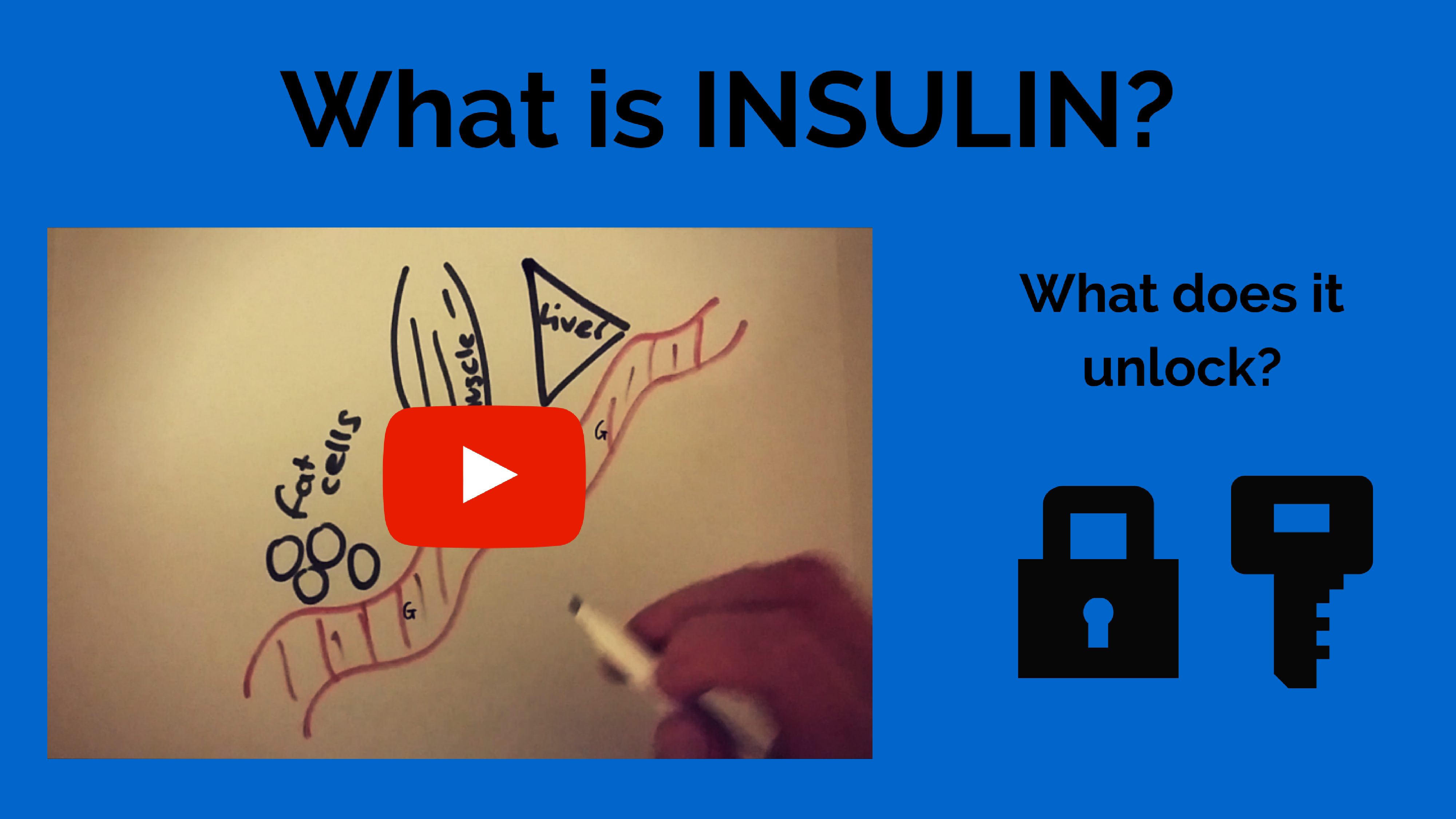 What is insulin - Anatomy and Physiology revision