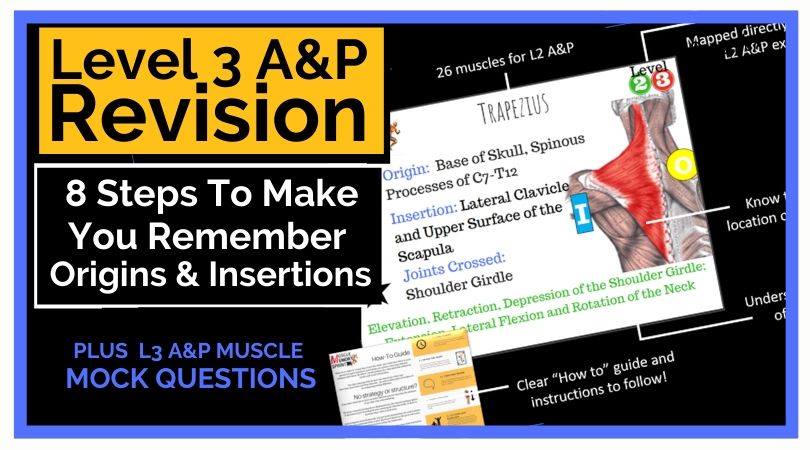 8 Steps to Make You Remember Origins and Insertions