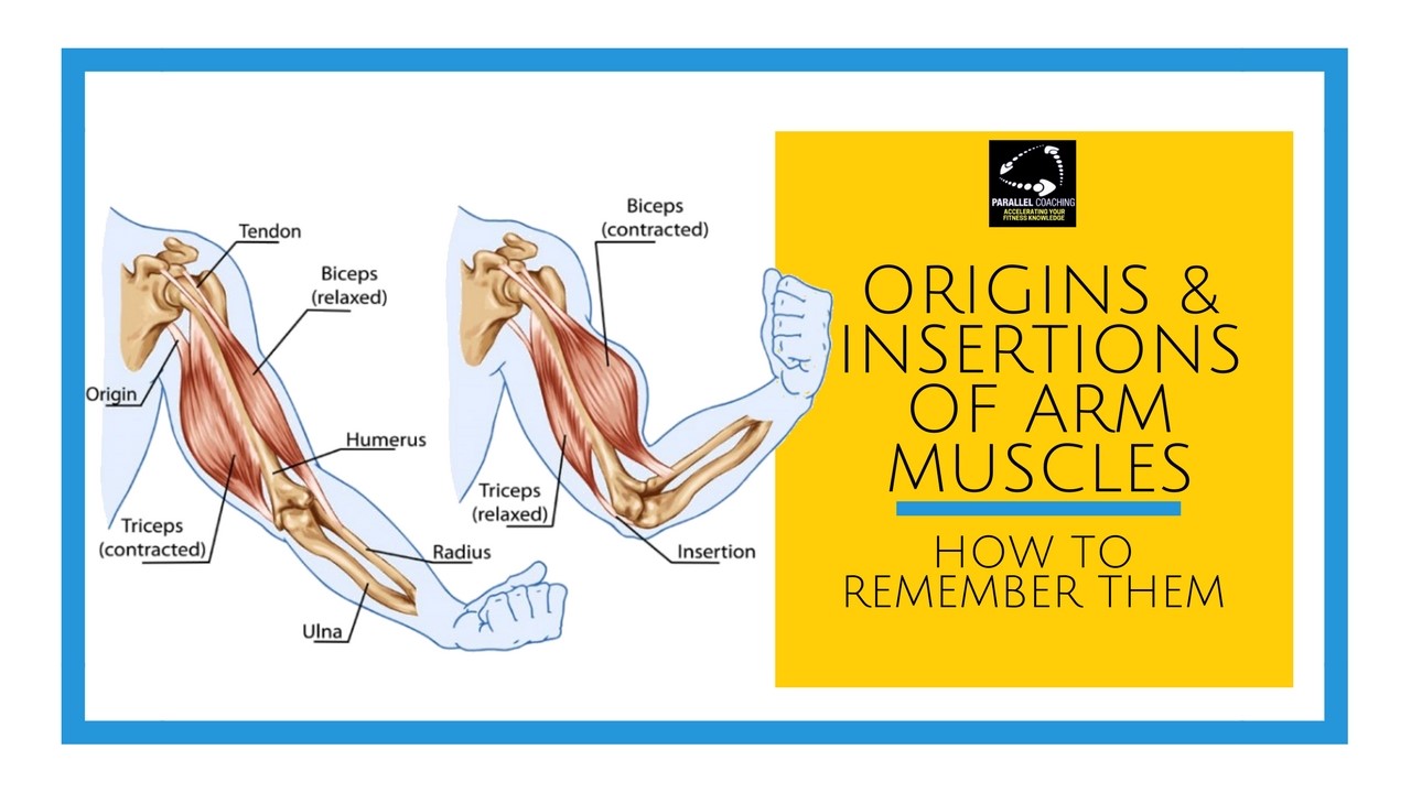 Origins and insertions of the arm muscles