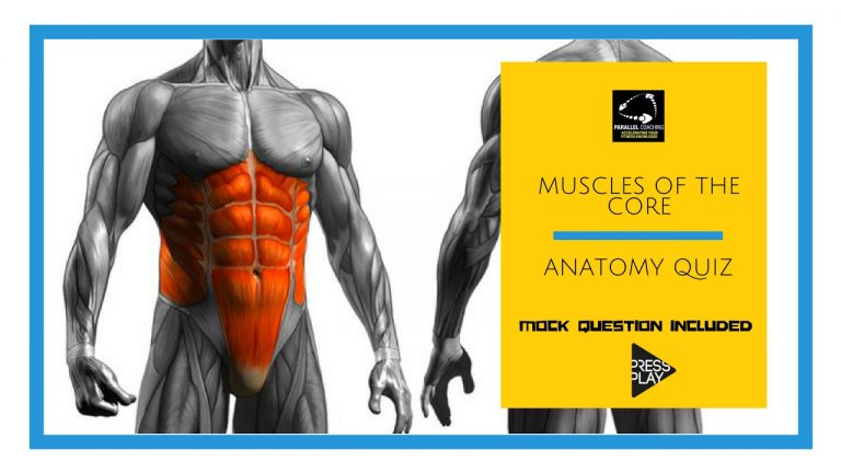 Muscles of the Core: Anatomy Quiz