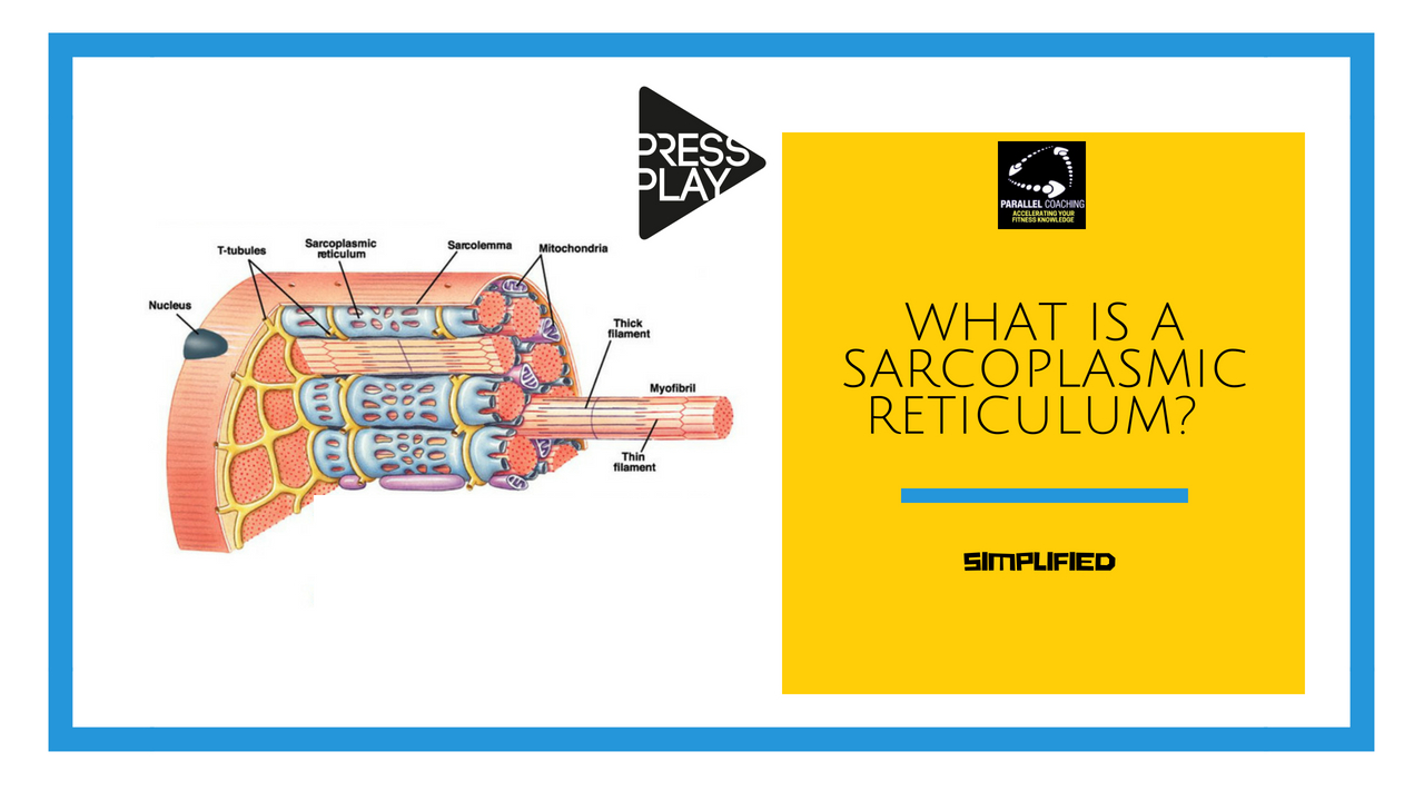 What is a Sarcoplasmic Reticulum SM