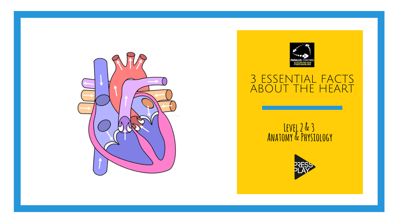 3 essential facts about the heart