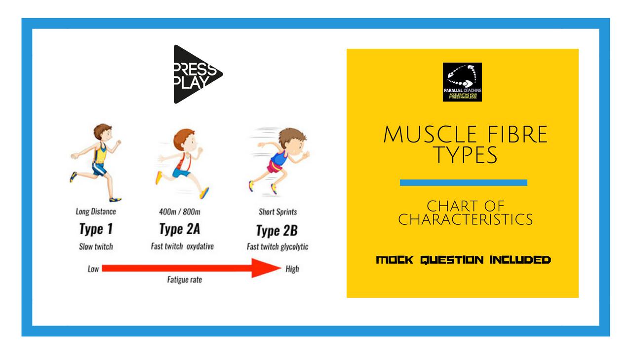 Muscle Fibre Types Chart of Characteristics