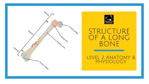 Structure of a long bone - level 2 anatomy and physiology
