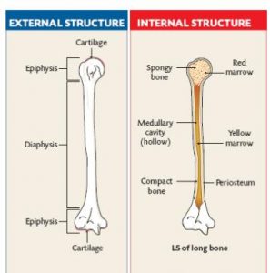 structure of a long bone - internal and external