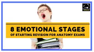 8 emotional stages of starting revision for anatomy exams