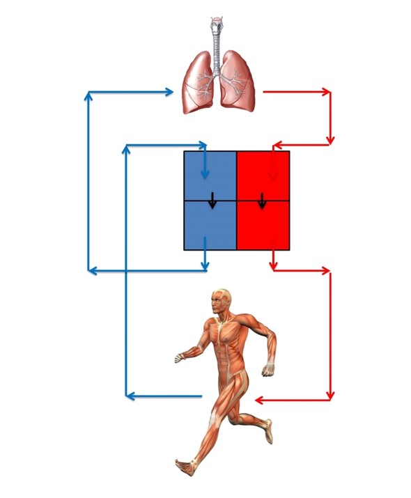 Level 2 Anatomy and Physiology Revision Heart and Circulation