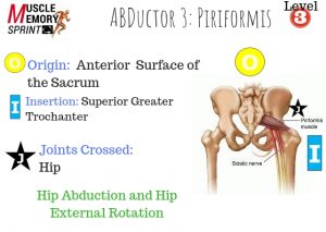 Does Your Client Have Tight Hips - The Piriformis Muscle
