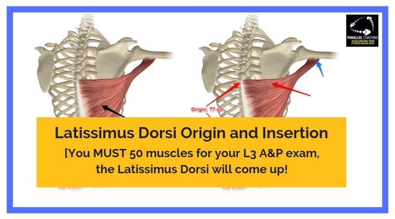 Latissimus Dorsi Origin and Insertion - Level 3 Anatomy and Physiology Muscles