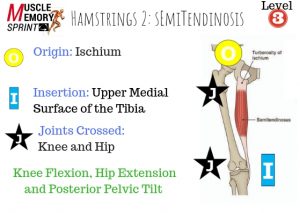How to stretch the hamstring - muscle anatomy