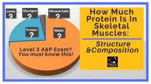 How Much Protein Is In Skeletal Muscles from Parallel Coaching