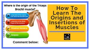 How To Learn The Origins and Insertions of Muscles Level 3 anatomy