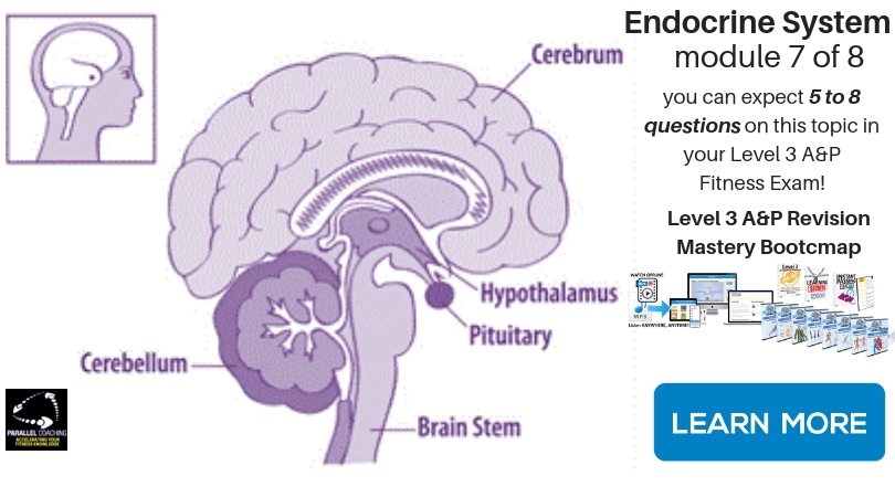 What is the Pituitary Gland? L3 Anatomy Mock Question