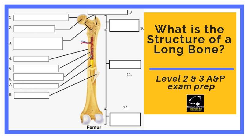 What is the structure of a long bone - anatomy and physiology revision