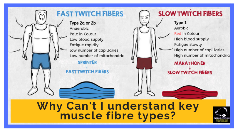 Why Can't I understand key muscle fibre types - fast and slow twitch
