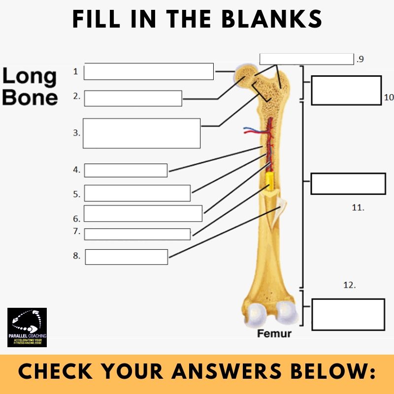 Blank Diagram Of A Long Bone / 6 3 Bone Structure Anatomy ...