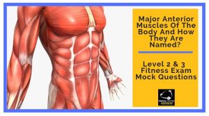 Major Anterior Muscles of the Body and How They Are Named