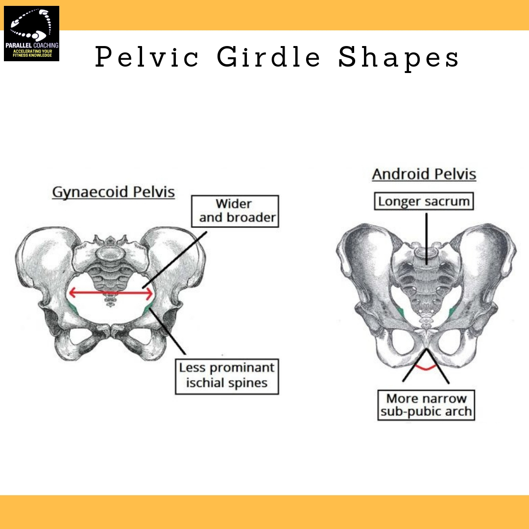 Bones Of Pelvic Girdle