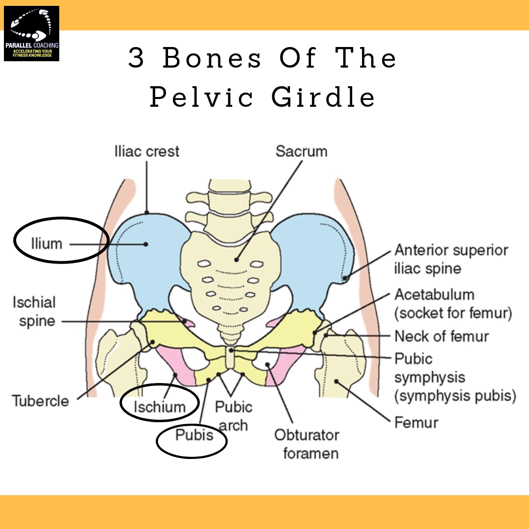 Pelvic Girdle Shapes - Which are the three bones of the pelvic bones