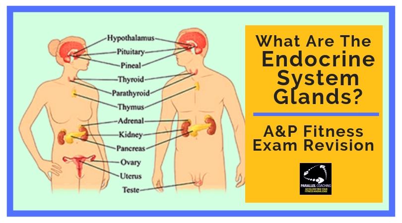 What are the endocrine System glands - level 3 anatomy and physiology exam revision