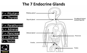 How to Remember the Endocrine Glands and Hormones