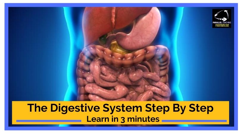 Understanding The Digestive System step by step