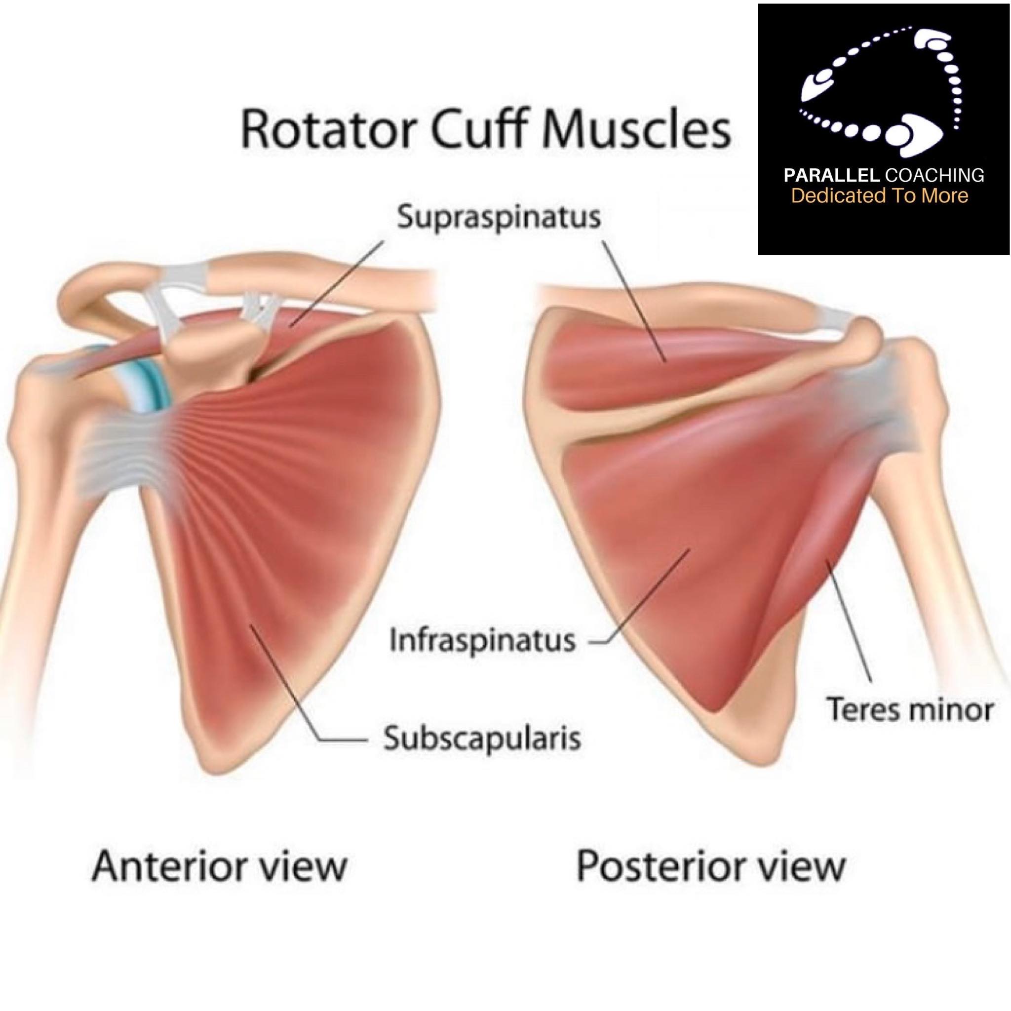 What are the rotator cuff muscles? - Parallel Coaching