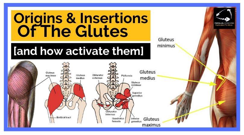 Origins and Insertions of the Glutes and how to activate them